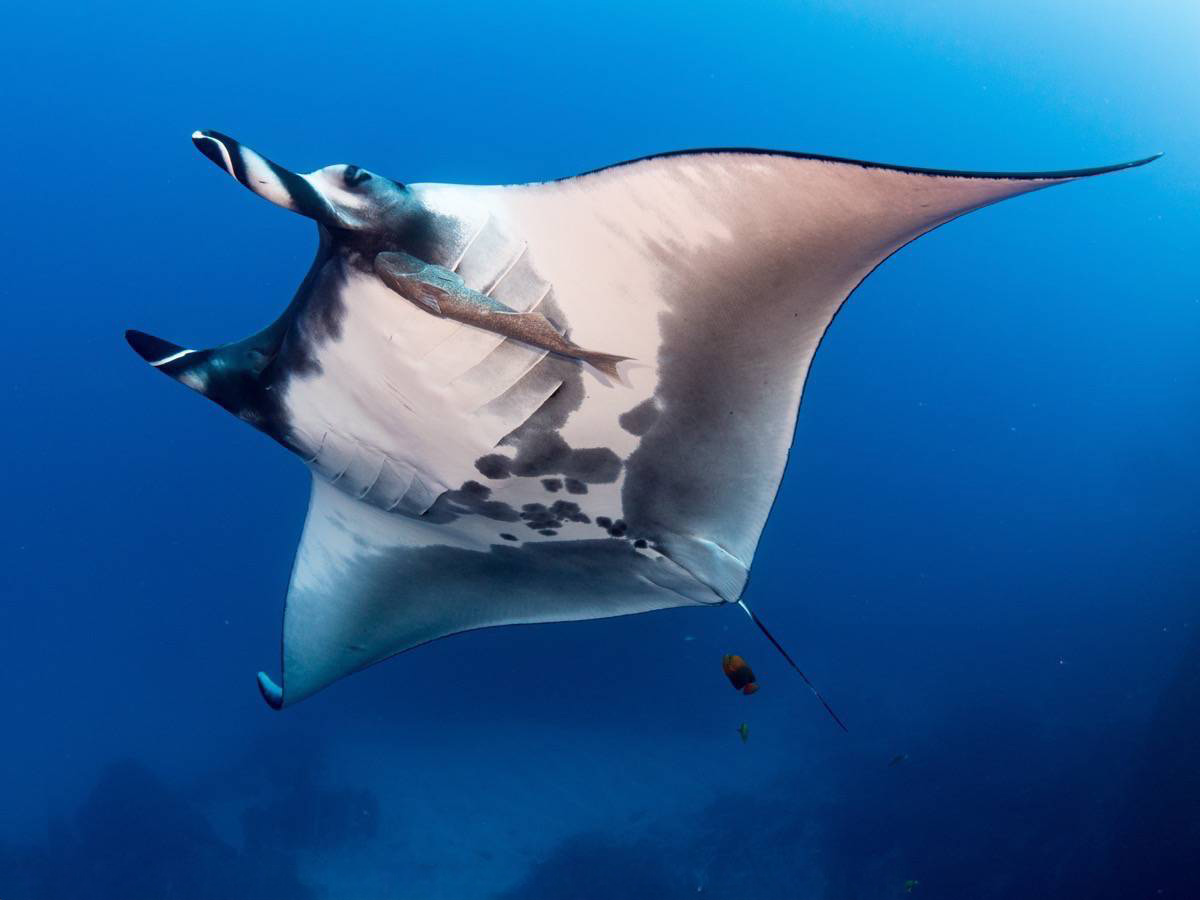 Belly of a Manta Ray as it glides over the divers giving the perfect camera shot