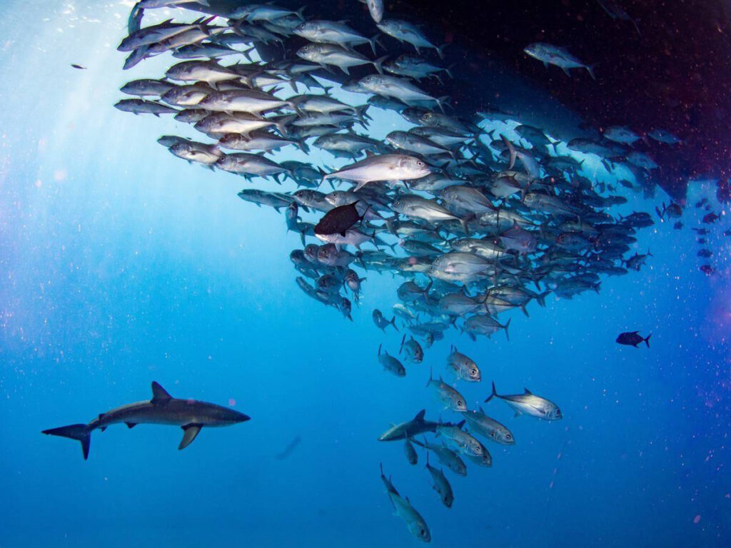 Shoal of fish swimming under an overhang in Socorro with a shark lurking beneath.