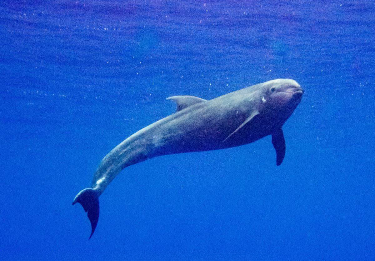 Friendly Dolphin in the blue looking at the camera while diving in Socorro