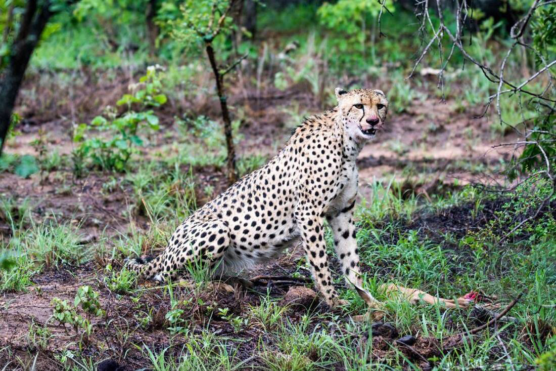 A Cheetah stading under cover standing over an obscured kill. It's mouth a little bloody from just having eaten.