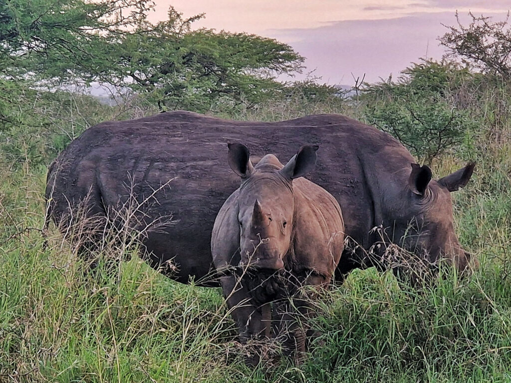 A grazing white rhino with a grown up calf - the calf looking at the camera.