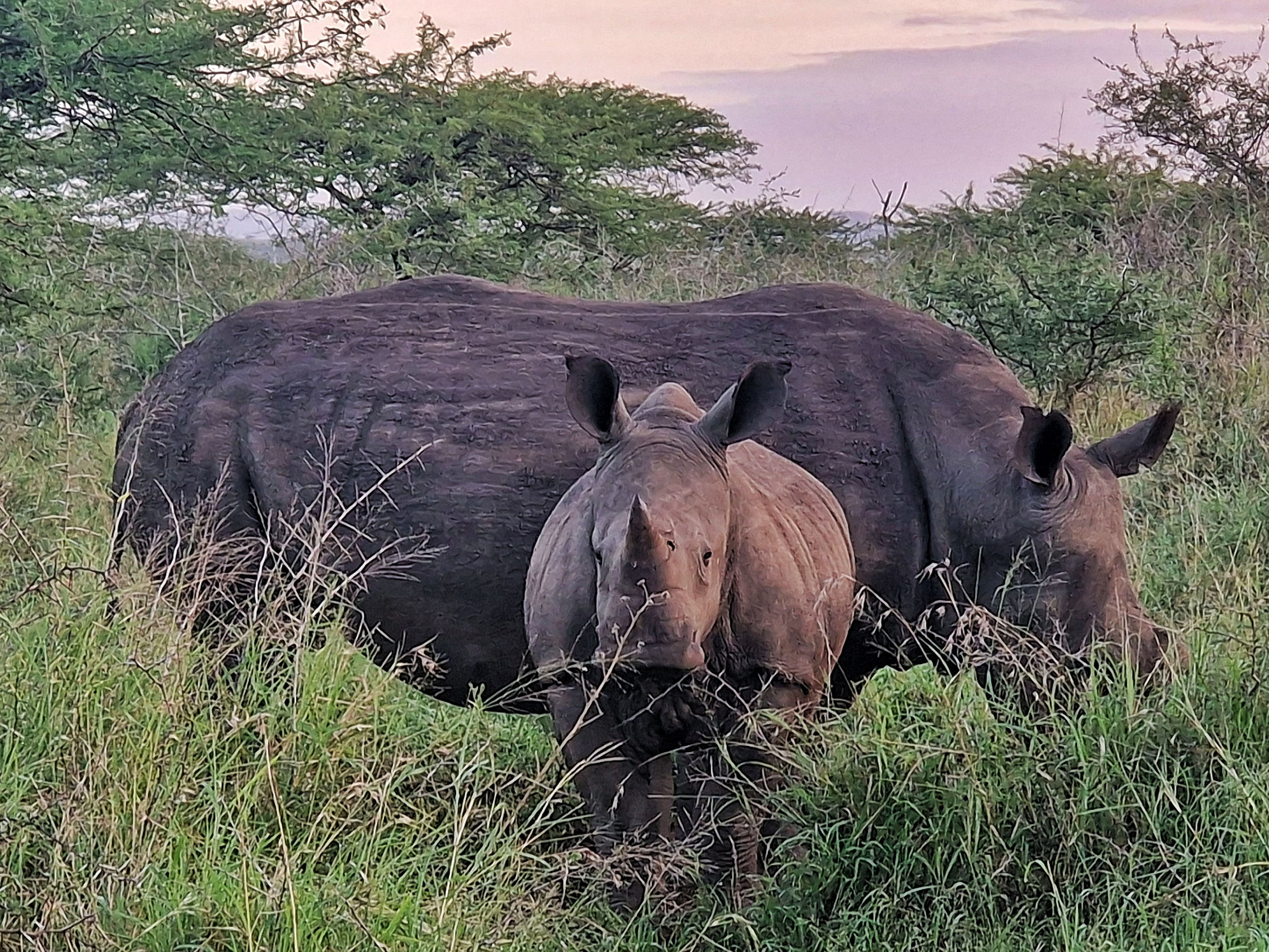 A grazing white rhino with a grown up calf - the calf looking at the camera.