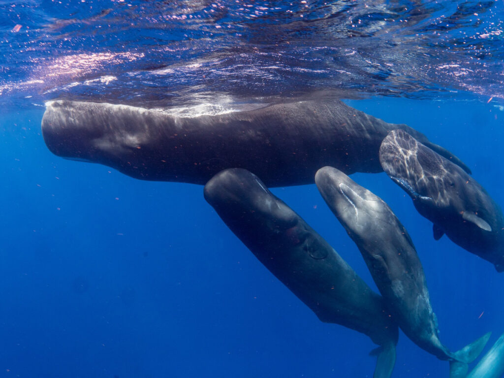Sperm Whales at the surface on a Swim with Sperm Whales trip in Dominica.