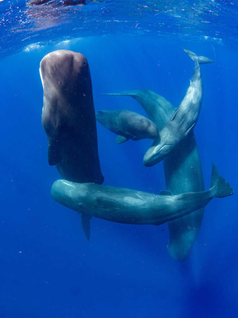 Sperm Whale dance in Dominica