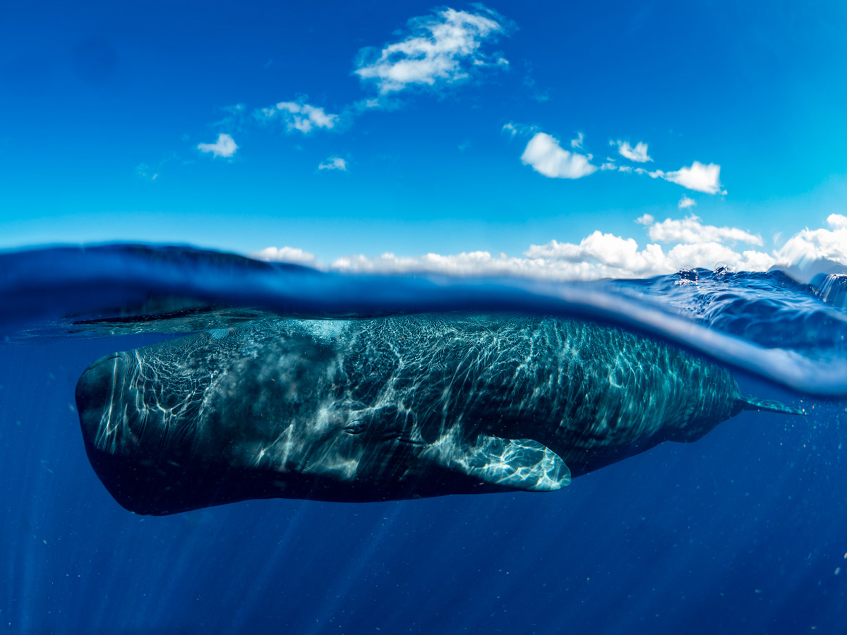 Sperm Whale in Dominica on the surface.