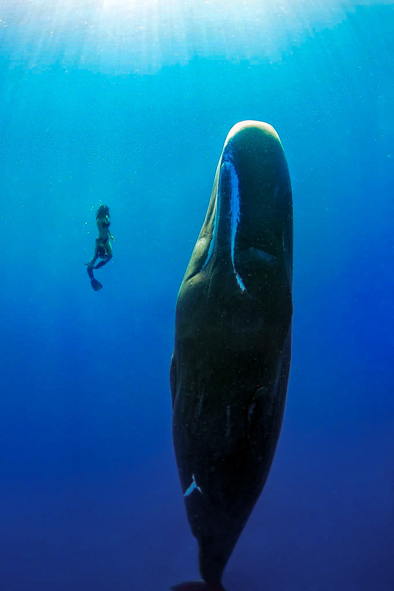 Swimming alongside sperm whales in Dominica with Indigo Safaris