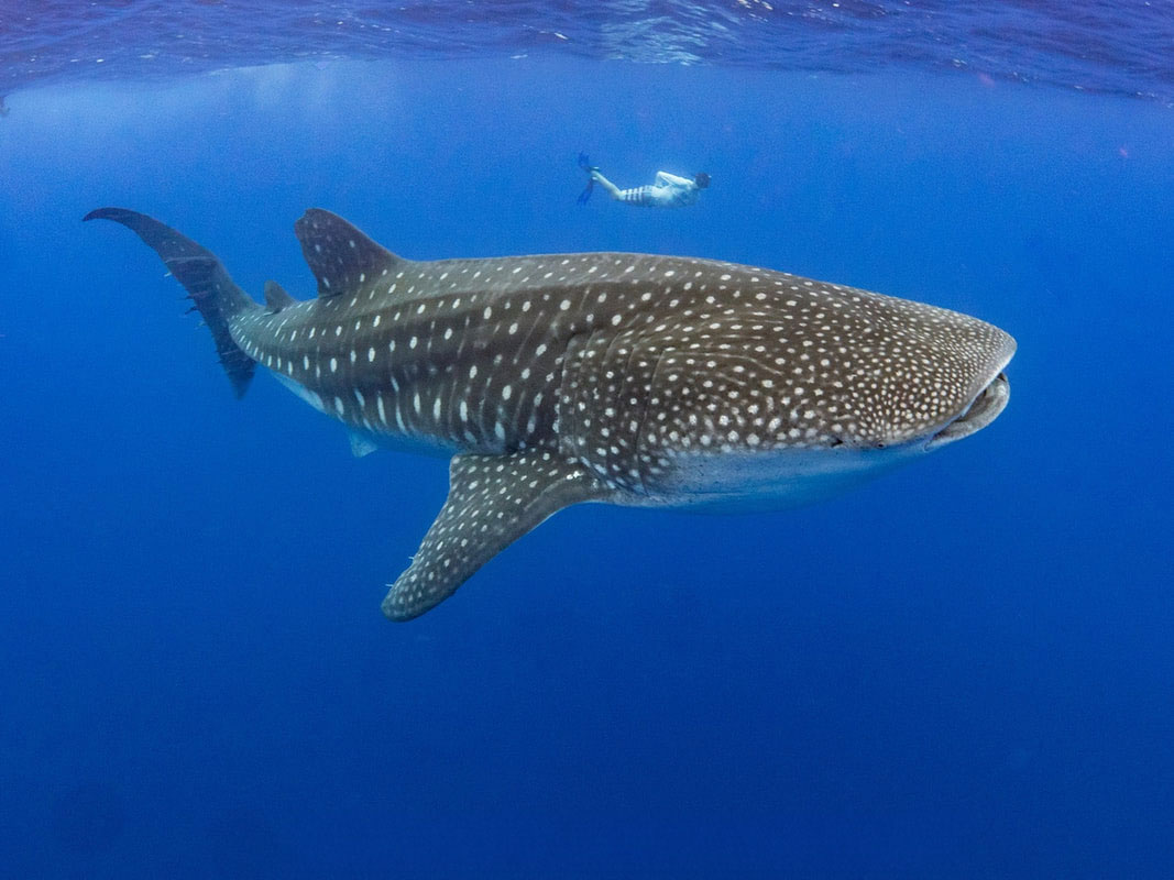 A whale shark swimming with a freediver right next to it surrounded by blue water