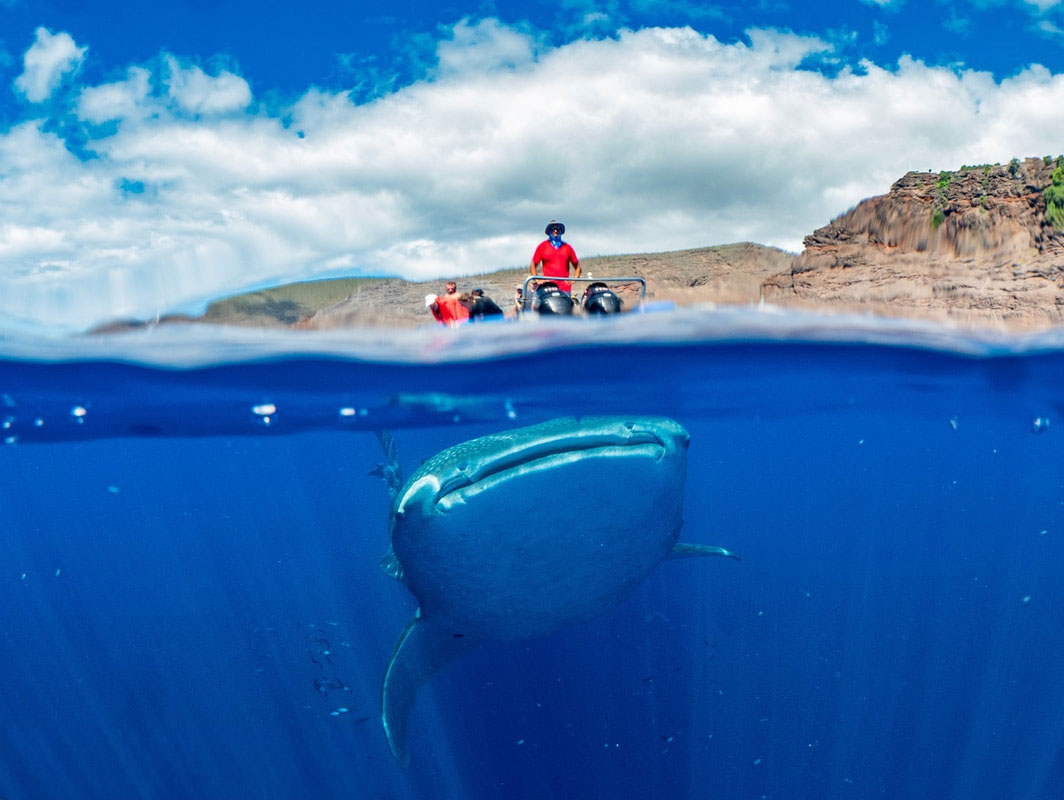 An over under shot in St Helena of a whale shark swimming towards the camera, you can see people on the boat and the island in the background