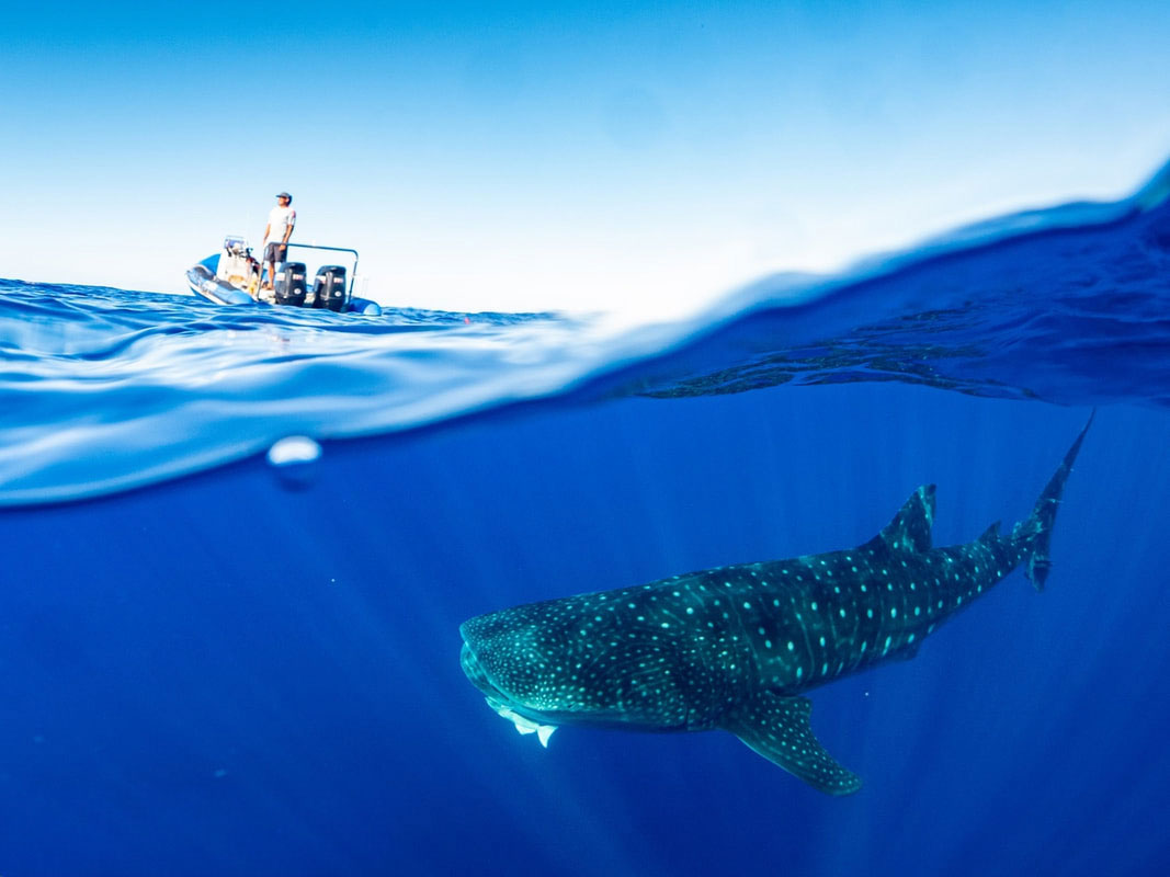 An over under shot taken in St Helena of a whale shark swimming under the water and a boat above with the skipper looking out.