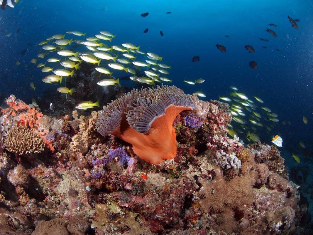 A school of fish as can be seen on scuba dives.