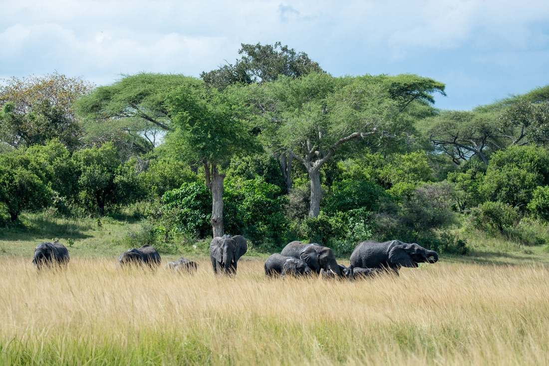 Western Tanzania Elephants walking in some long grass with a backdrop of trees
