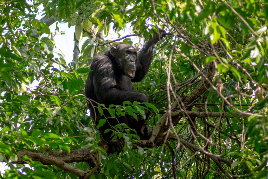 Mahale Mountain National Park View and Chimps
