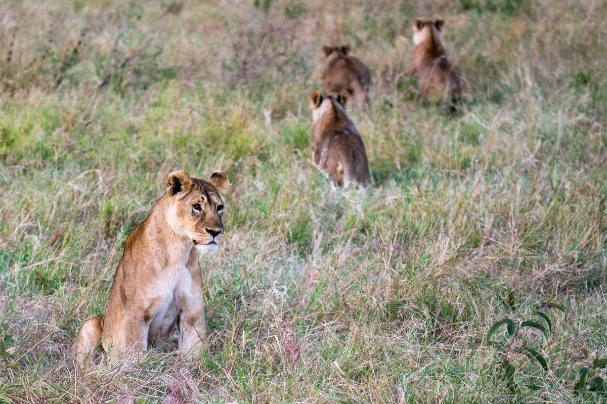 Tarangire National Park, Tanzania - a captivating landscape featuring a group of lionesses resting amidst the savanna, highlighting the park's rich wildlife and serene environment.