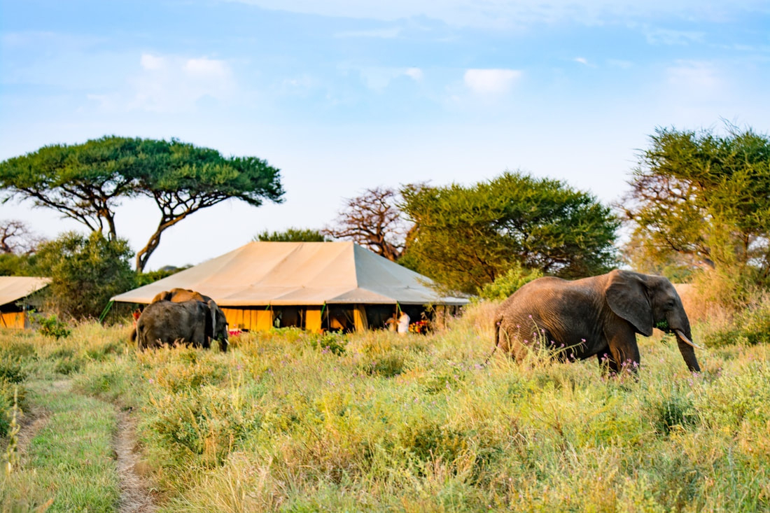 Tarangire National Park, Tanzania - a breathtaking landscape featuring a camp set against the backdrop of the park’s vast savanna, with a group of elephants roaming freely in the distance, showcasing the beauty and wildlife of the park.