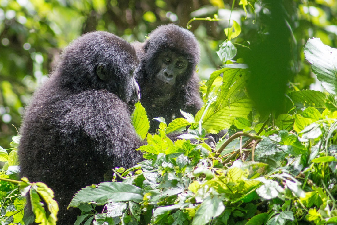 Bwindi Impenetrable Forest National Park Gorillas and forest view