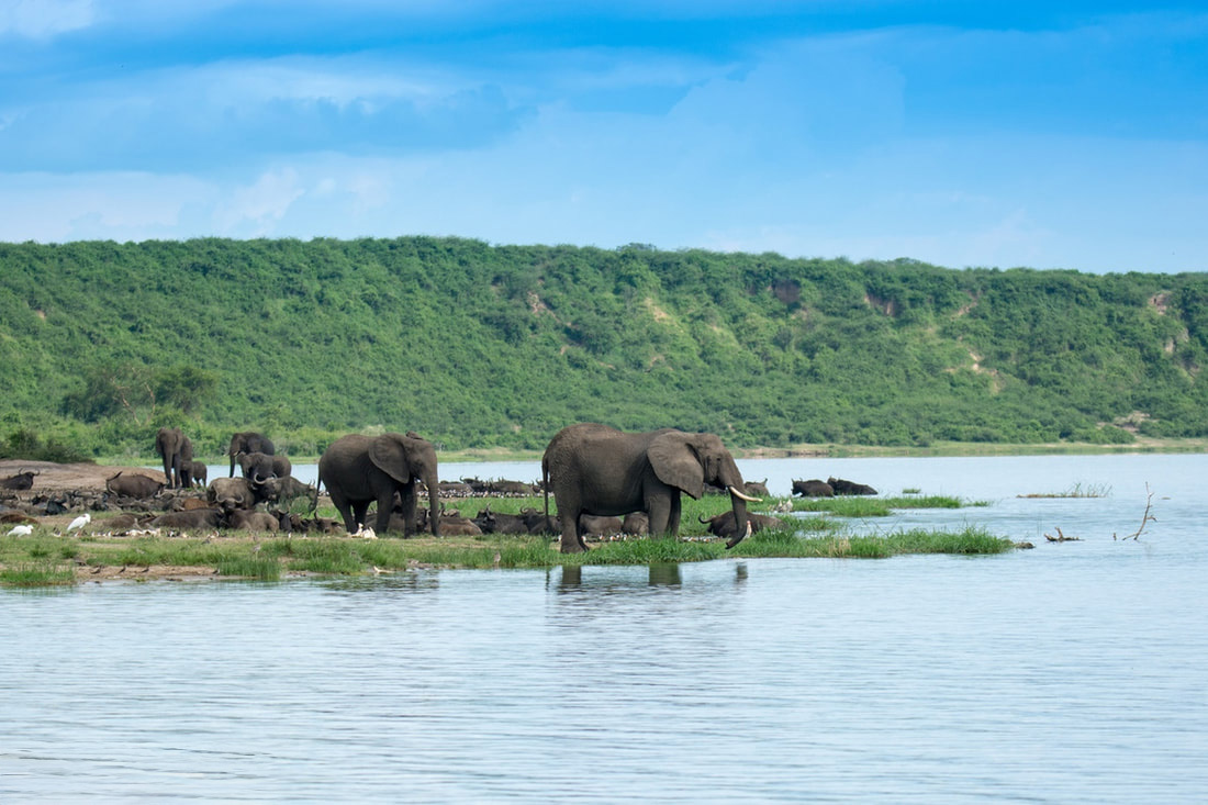 Queen Elizabeth national Park Wildlife and Activities