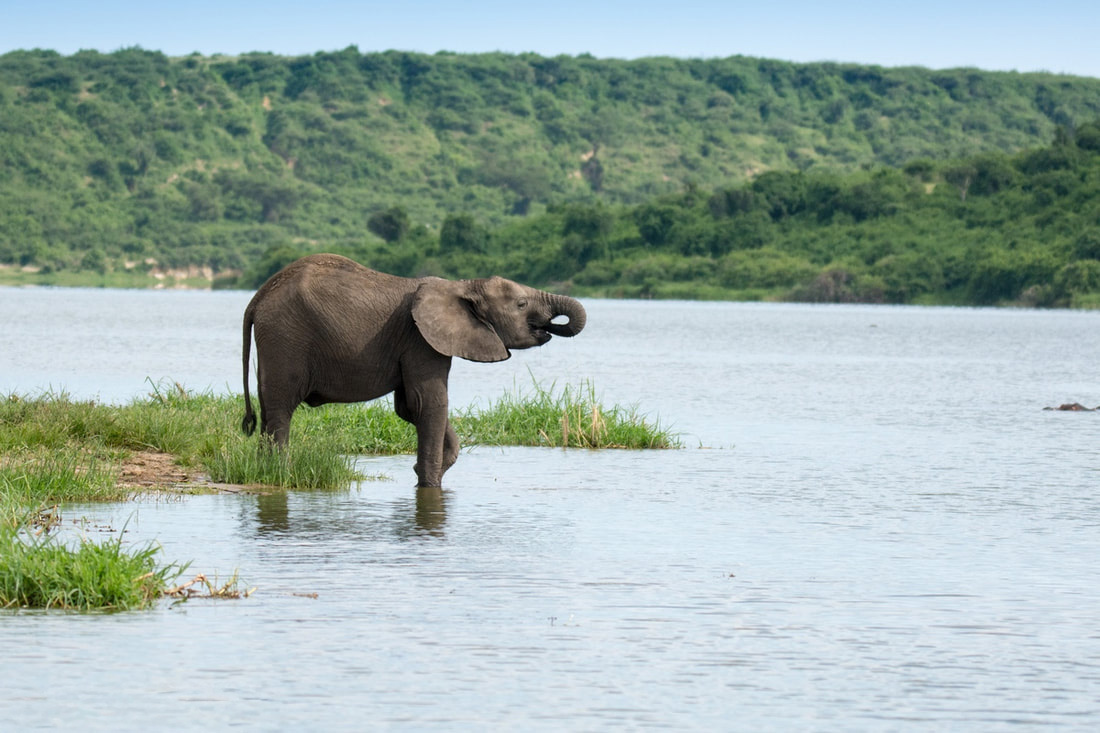 Elephant at the river