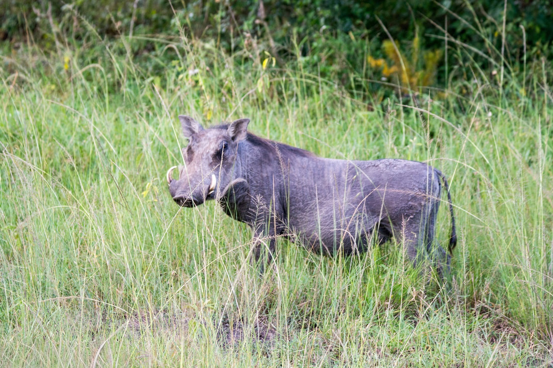 Warthog looking at the camera standing still amongst some tall grass in Mburo National Park