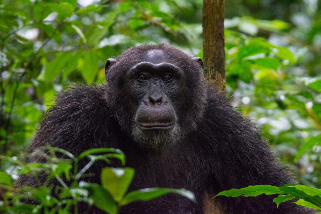 Kibale Forest National Park, Uganda - Chompanzee in the Wild