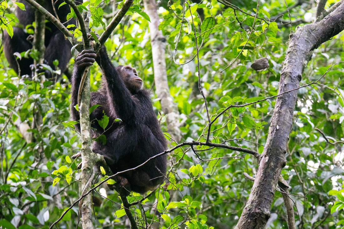Kibale Forest National Park, Uganda - Mountain chimpanzee in the Wild