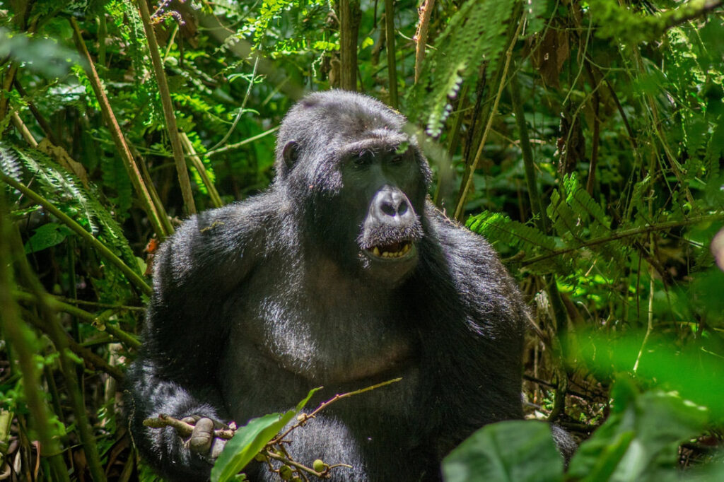 Gorilla In Bwindi, Uganda
