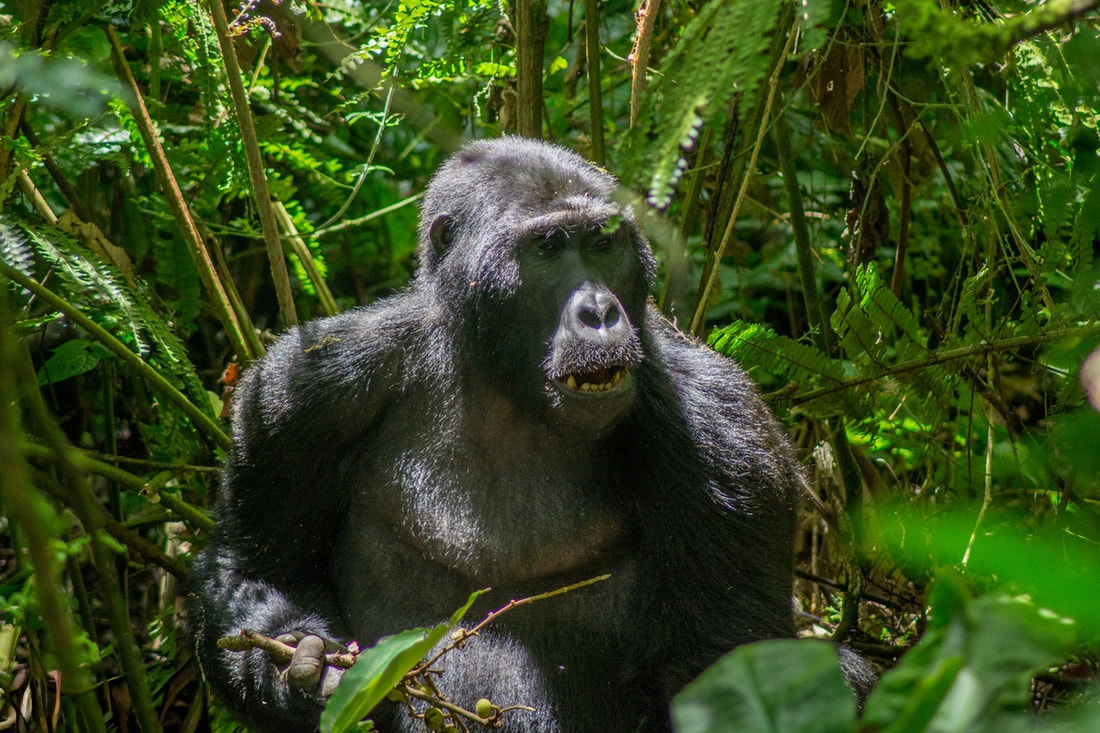 Gorilla In Bwindi, Uganda