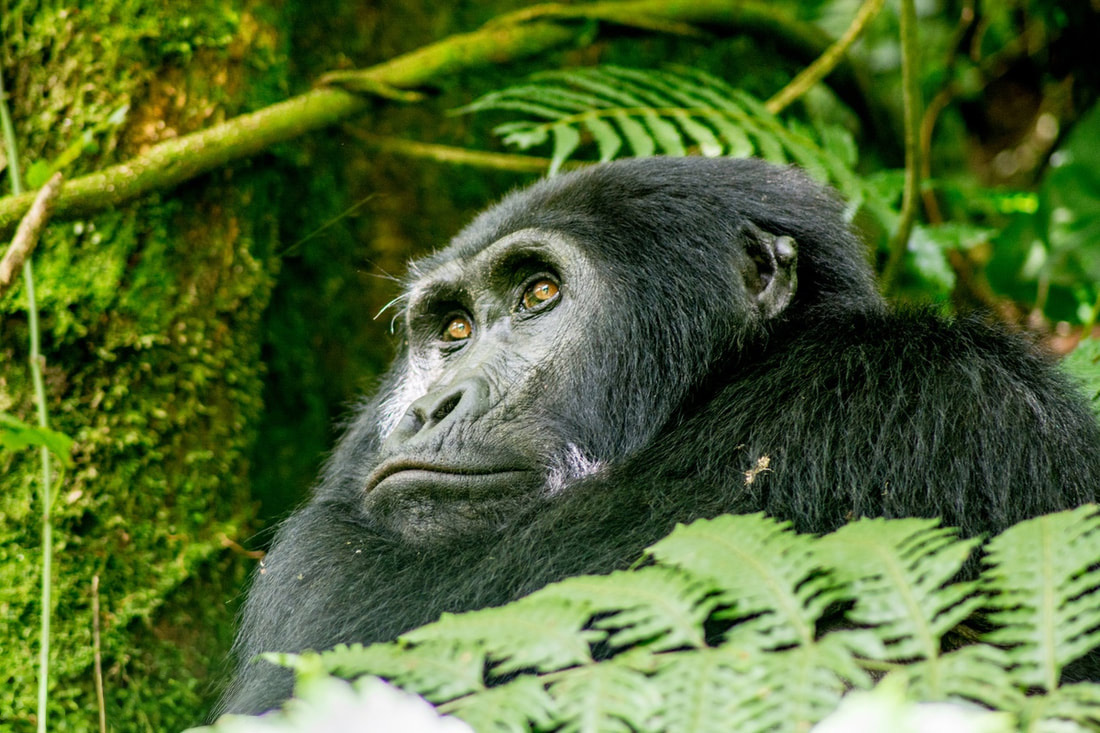 Mountain Gorilla staring blankly to the left, as if unaware of the photgrapher. Surrounded by tree fern leaves and branches