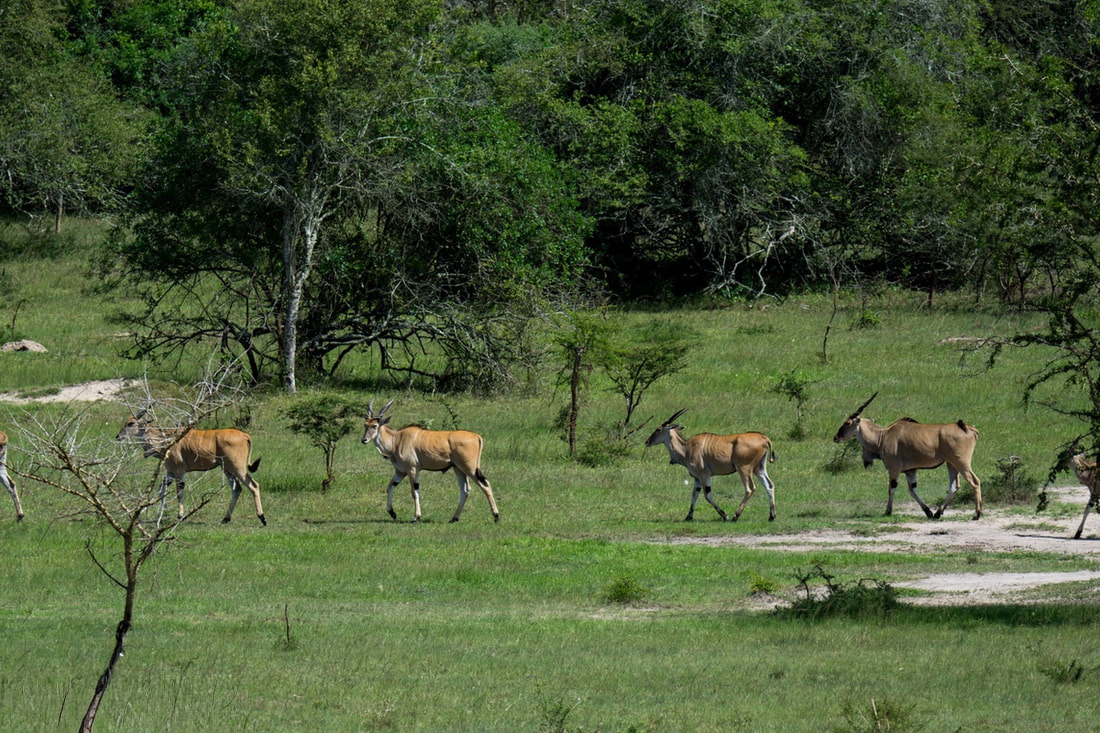 Lake Mburo National Park, Uganda - Group of Ugandan Impalas in the Wild