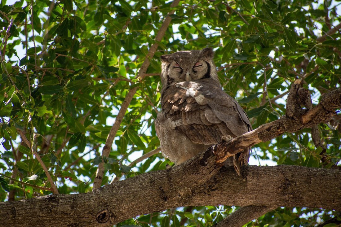 A rare day time sight, on a Mermi Safari this Verreaux Eagle owl was spotted in a tree, it's facing the camera but having a nap.