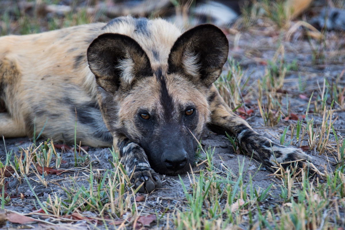 Wild Dog lying down, head on the grass and looking at the camera.