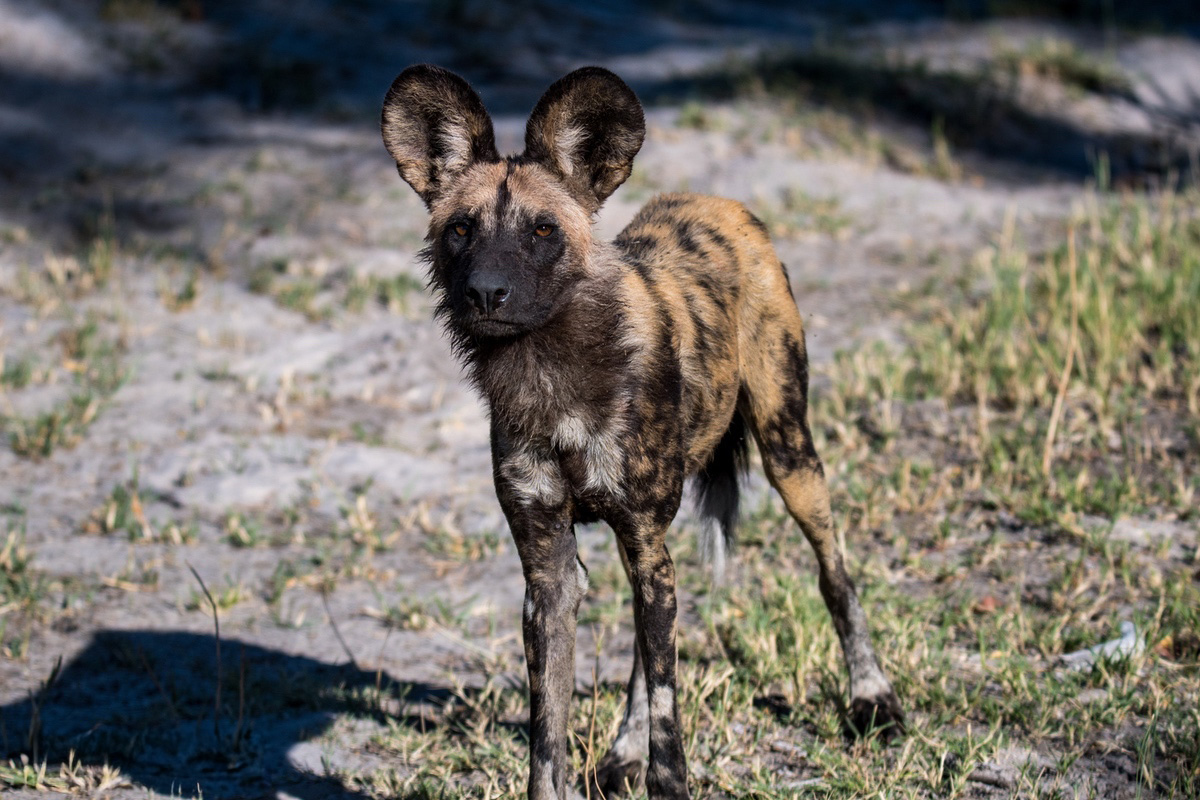 Wild Dog on its own standing up looking at the camera