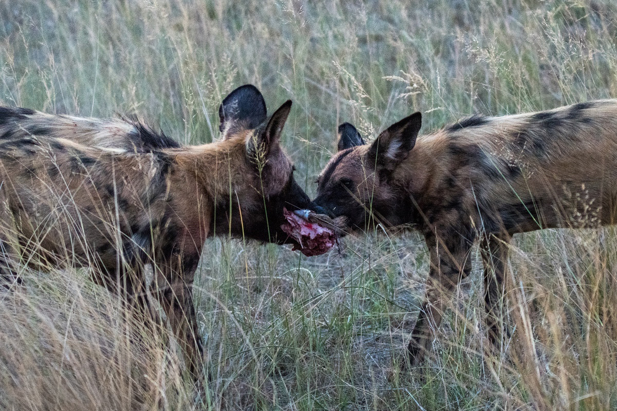 Wild Dogs tug-of-war on a piece of kill