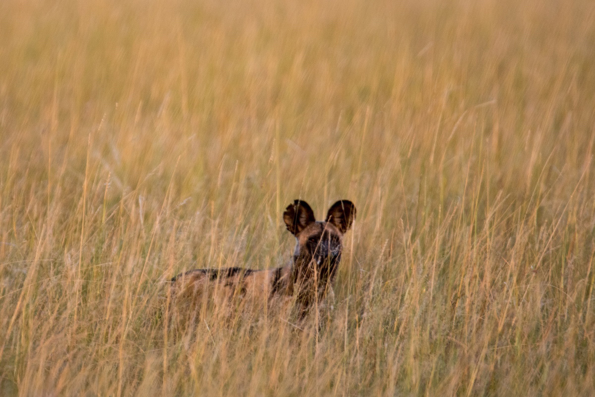 Wild Dog walking in the long grass only head sticking out.