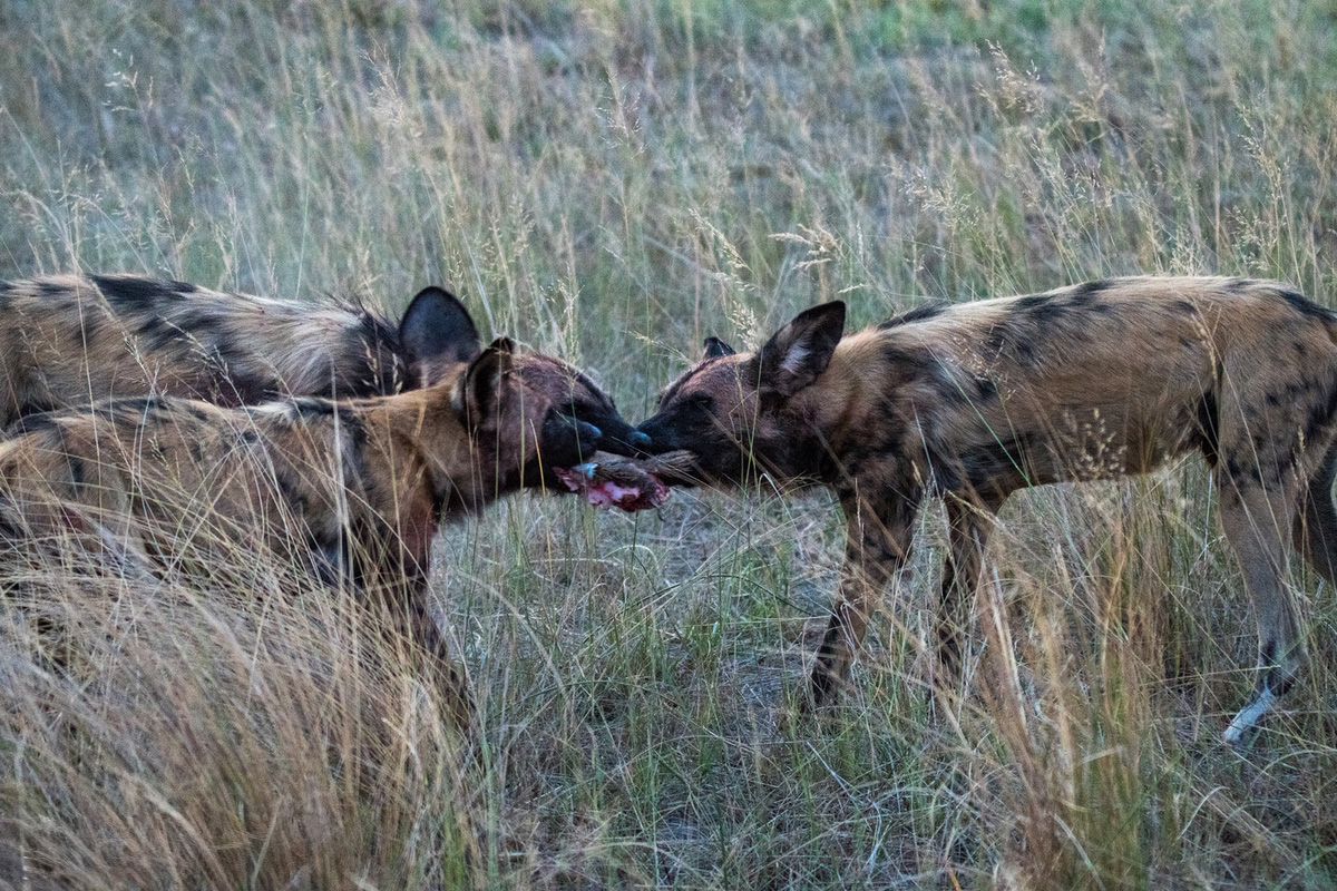 Wild Dogs tug-of-war on a piece of kill