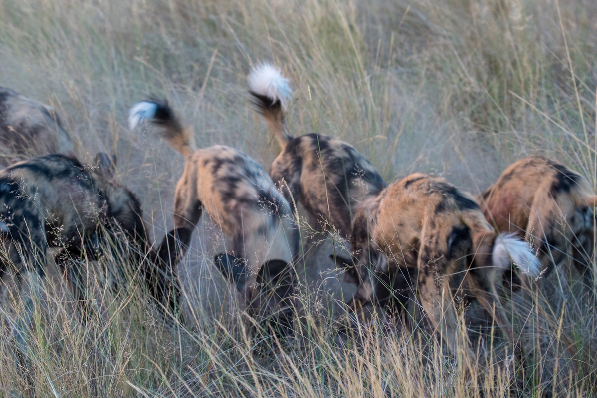 A pack of wild dogs eating off a carcass that is hidden by the grass