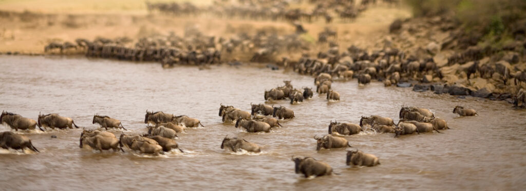 Africa Safari delivers experiences such as these water crossings by Wildebeest on their migration.