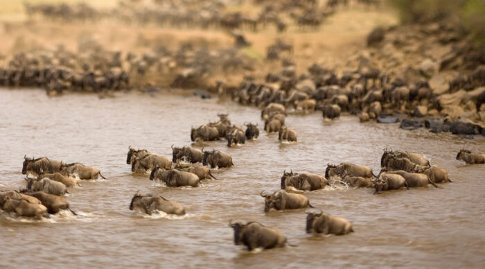 Africa Safari delivers experiences such as these water crossings by Wildebeest on their migration.