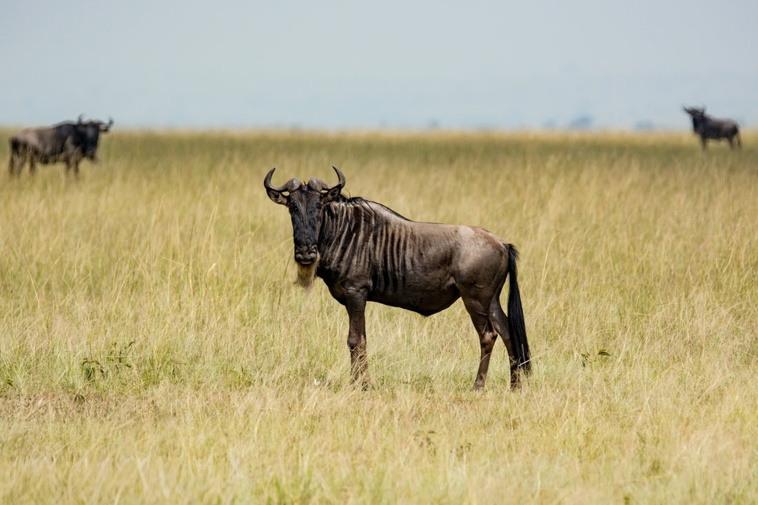 Blue wildebeest are common in eastern and southern Africa