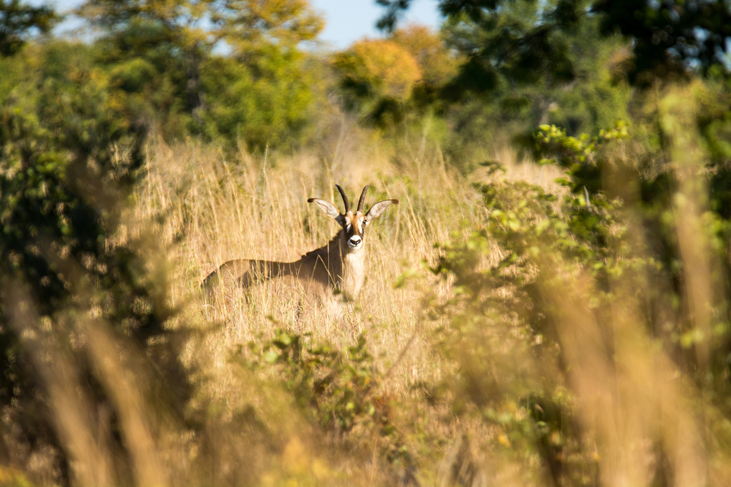 Small dik dik just peaking it's head through the grass