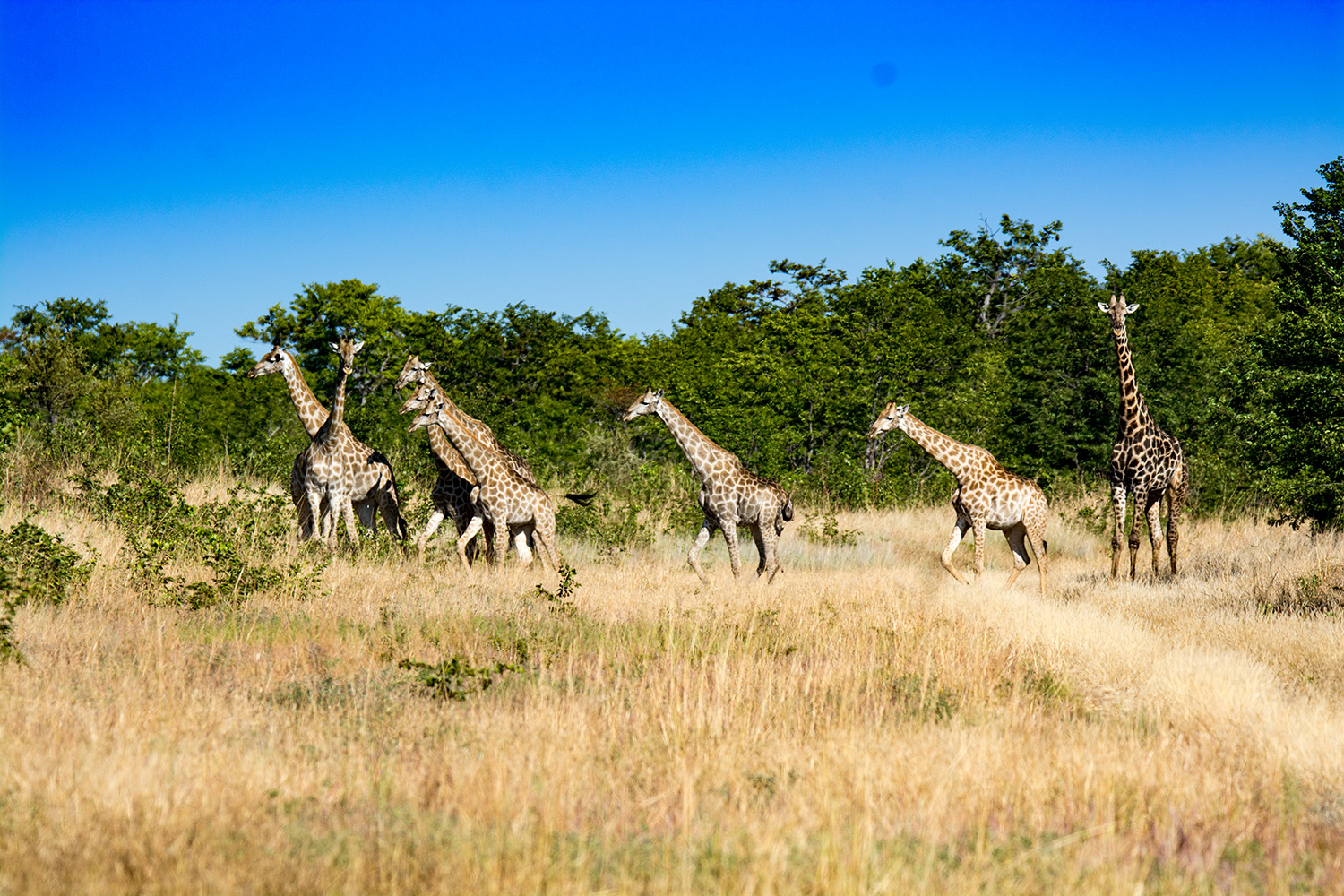 A herd of giraffes walking together with trees behind them while they are surrounded by long bush grass
