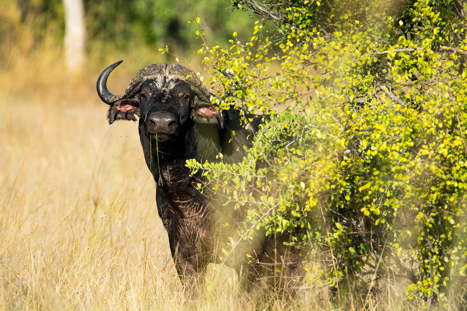 A buffalo sneaking a peak at the camera person from behind a bush