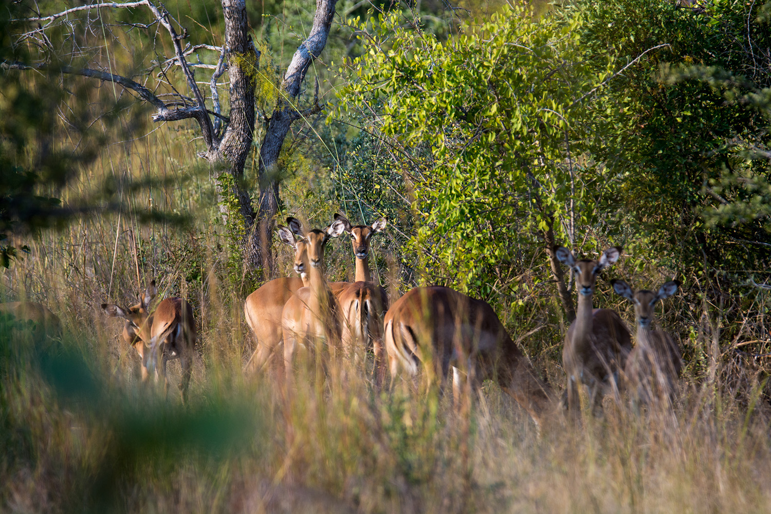 Small herd of Impala using trees for cover and protection from possible predators
