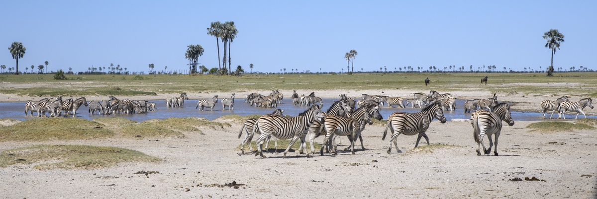 Zebras in the vast dryness of the kalahari