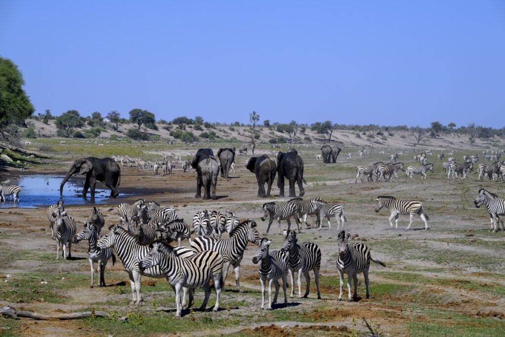 Zebra Migration and Elephants in Botswana
