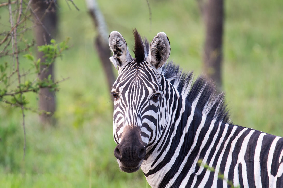 Lake Mburo National Park, Uganda - Zebra Grazing in the Wild