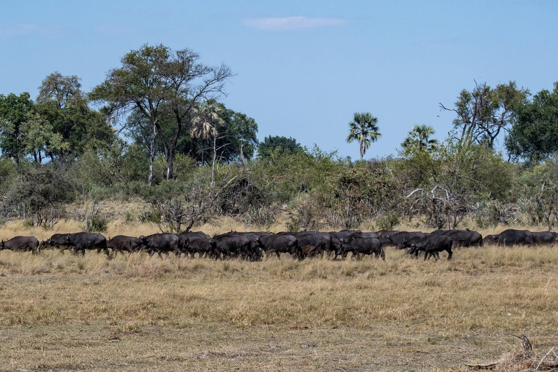 Herd of Buffalo grazing in the field at Linyanti Concession
