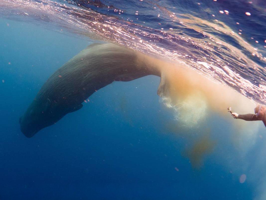 Sperm Whale swimming from the surface with a snorkeller holding a GoPro not too far behind the whale.