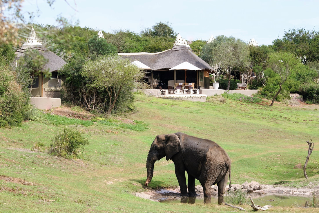 Elephant Close to Accommodation