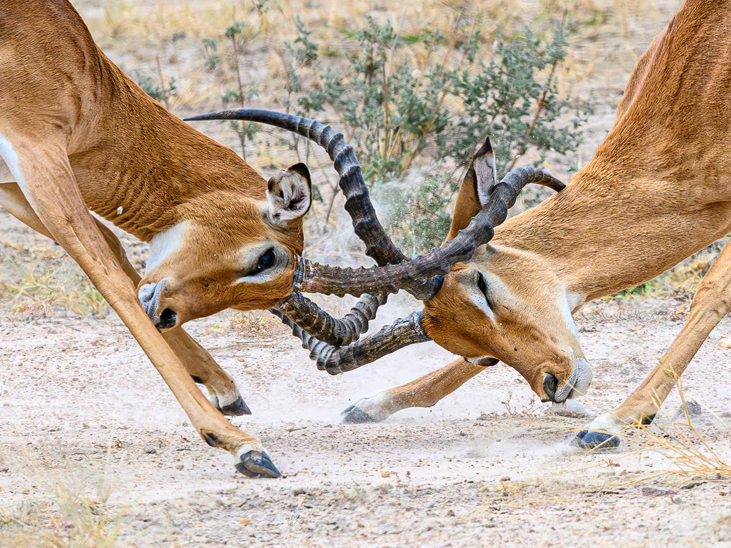 2 Impala males with their horns locked in battle.