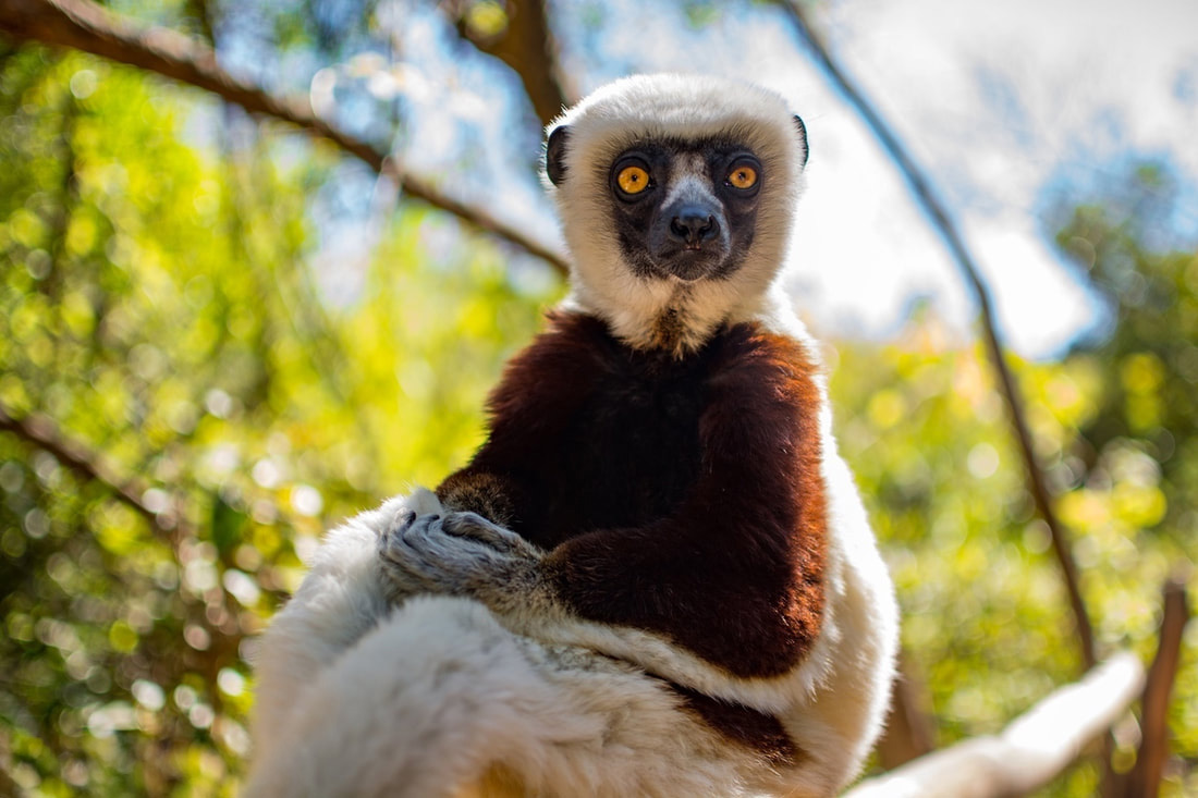Sifaka Lemur sitting on a brach with the leaves in the background blurred.